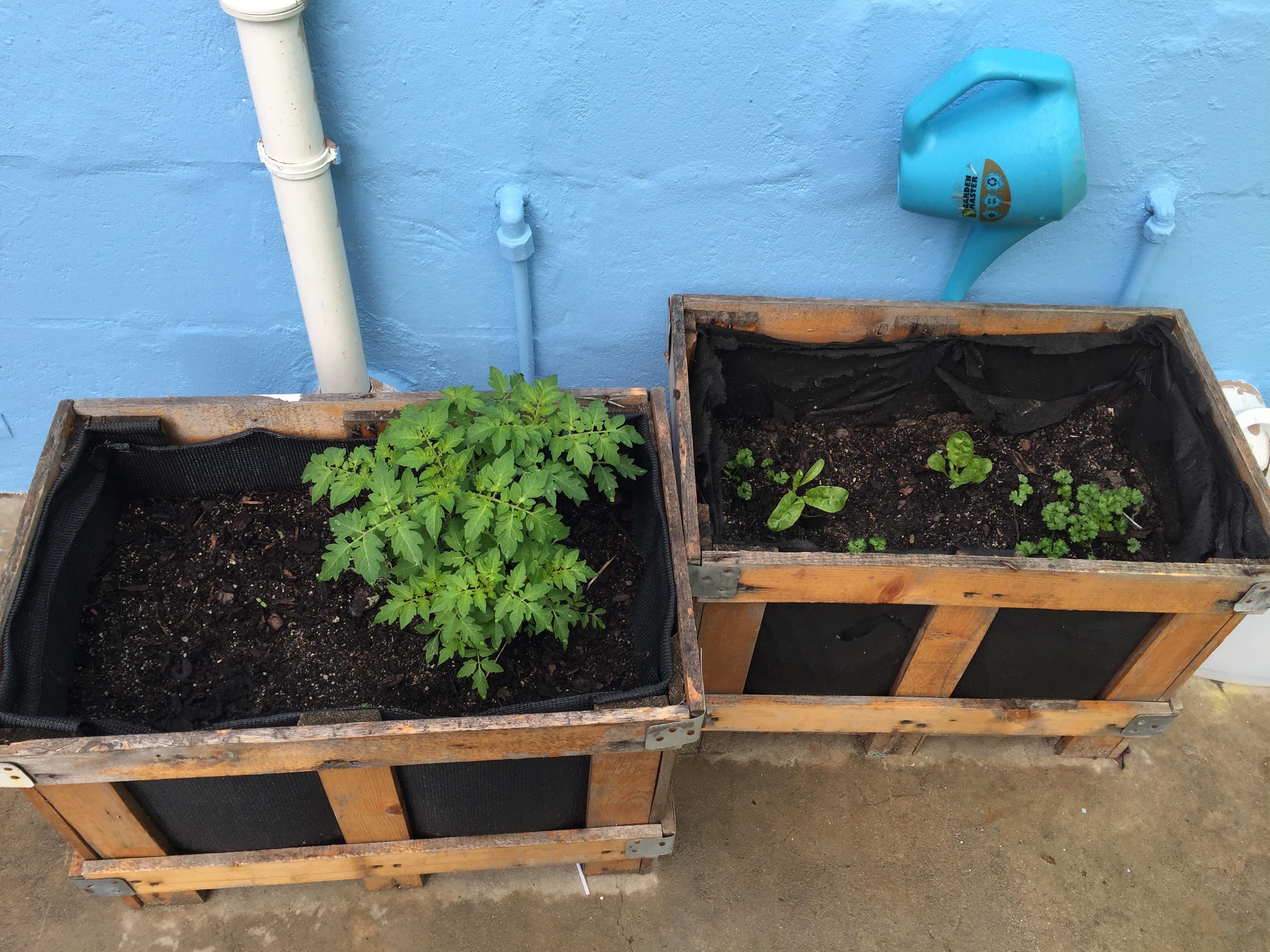 A small vegetable garden planted by Projects Abroad interns during their nutrition internship in South Africa. Pictured is a small vegetable garden planted by Projects Abroad interns during their nutrition internship in South Africa.